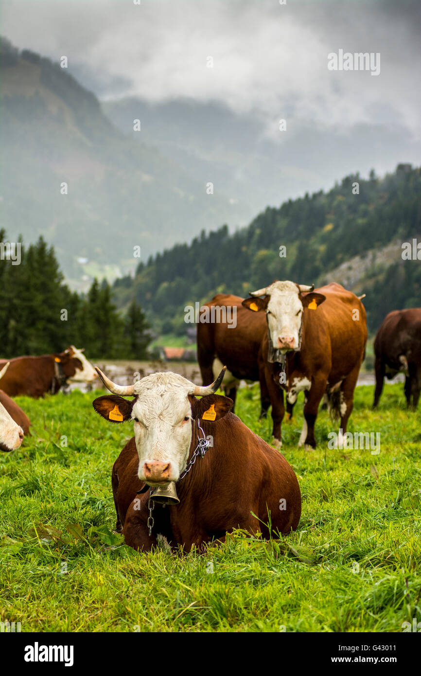 Abondance cows in the French Alps, Haute Savoie, France, Europe Stock Photo