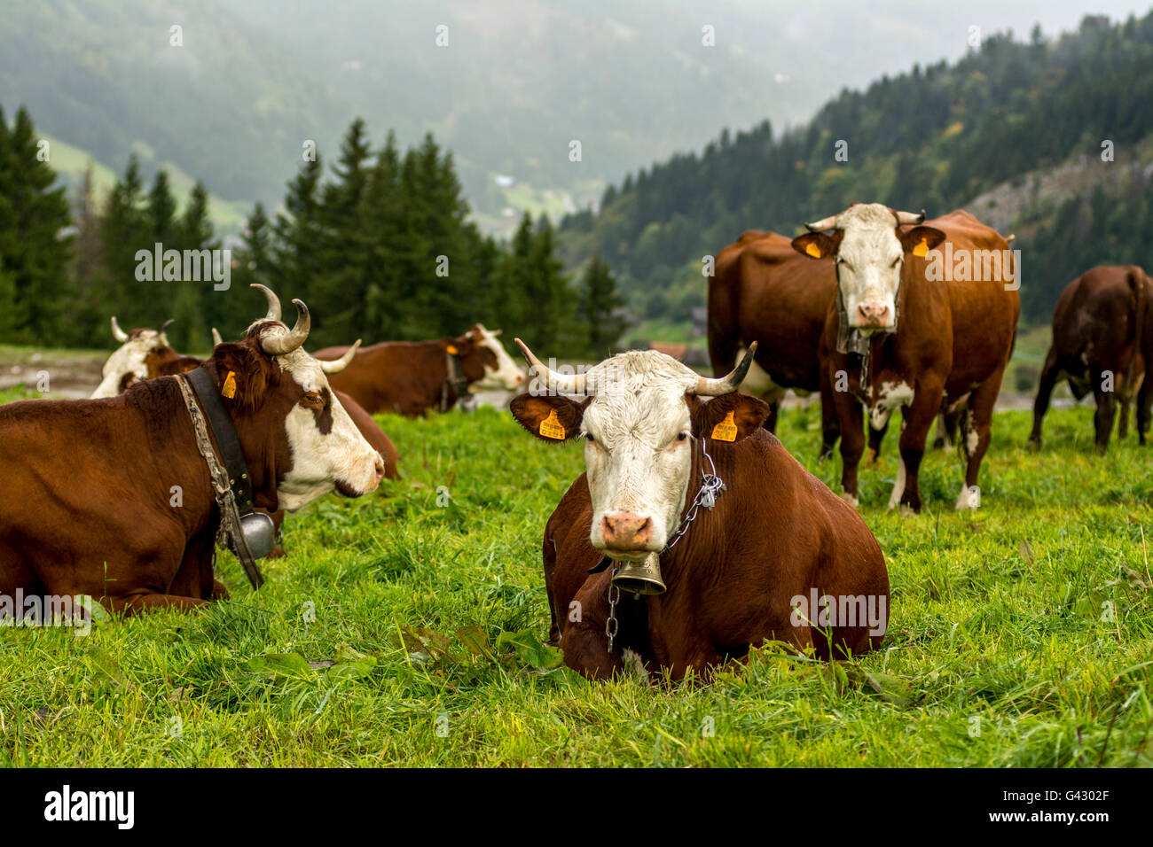 Abondance cows in the French Alps, Haute Savoie, France, Europe Stock Photo