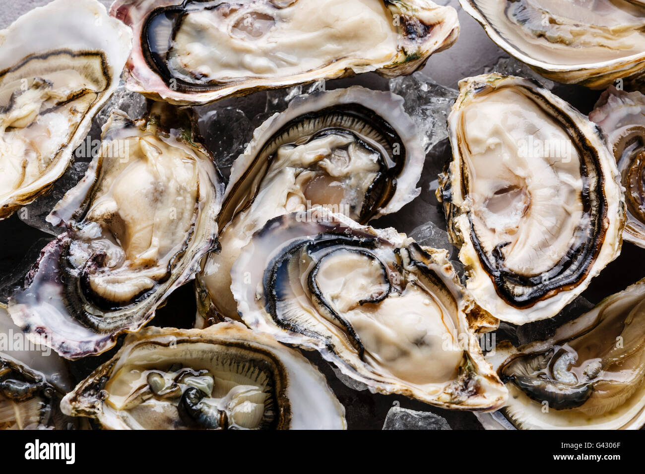 Oysters background with Open Oyster and ice Stock Photo