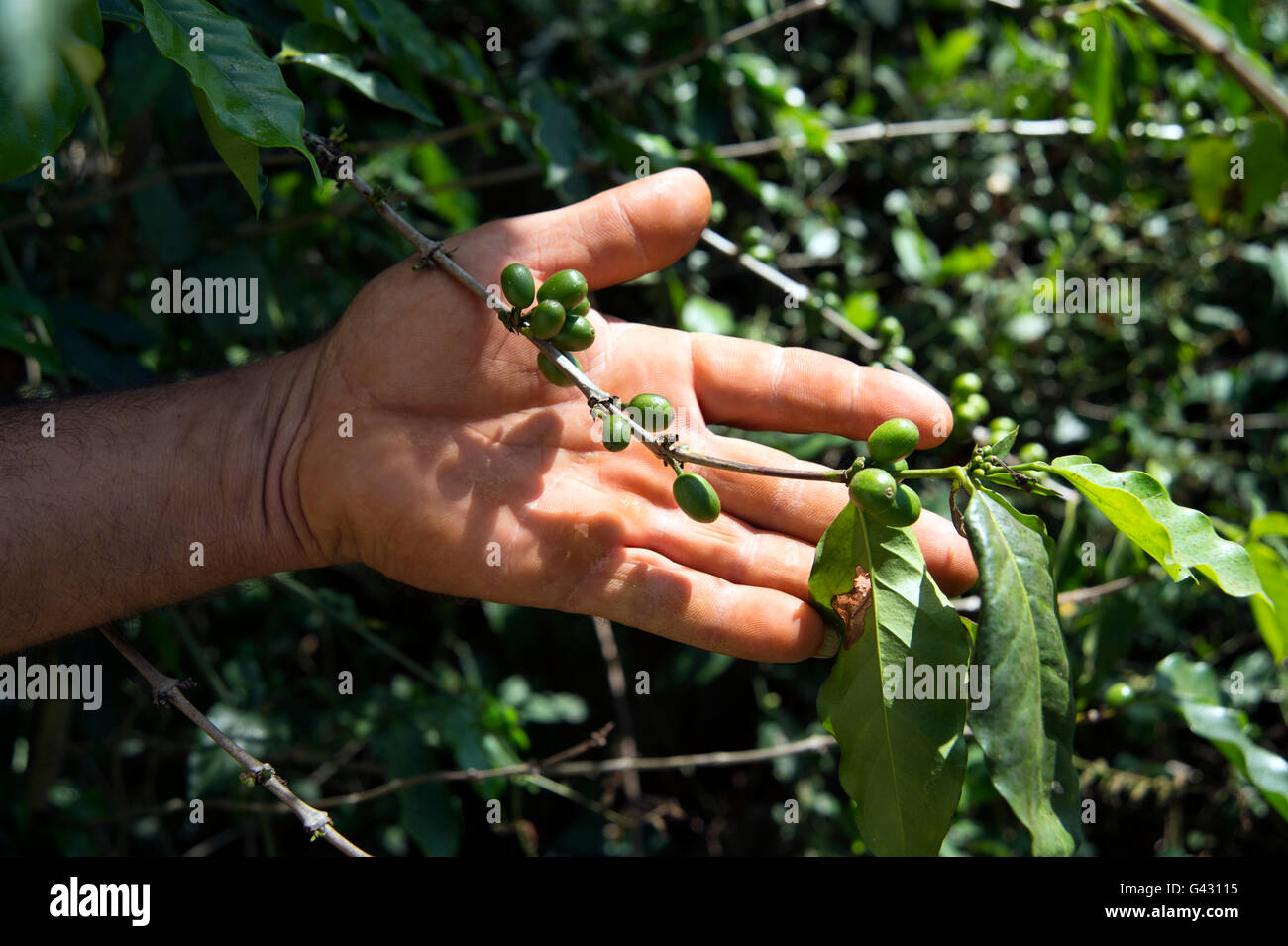 Unripe coffee beans still on the bush held in a farmers hand in the Valle de Vinales Cuba Stock Photo