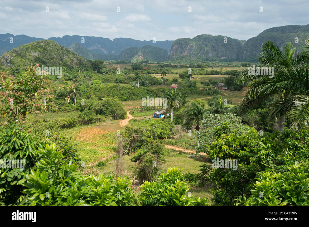 tobacco jungle photos A tobacco farm house in the Valle de Vinales in Cuba with jungle covered  mogotes in the background Stock Photo