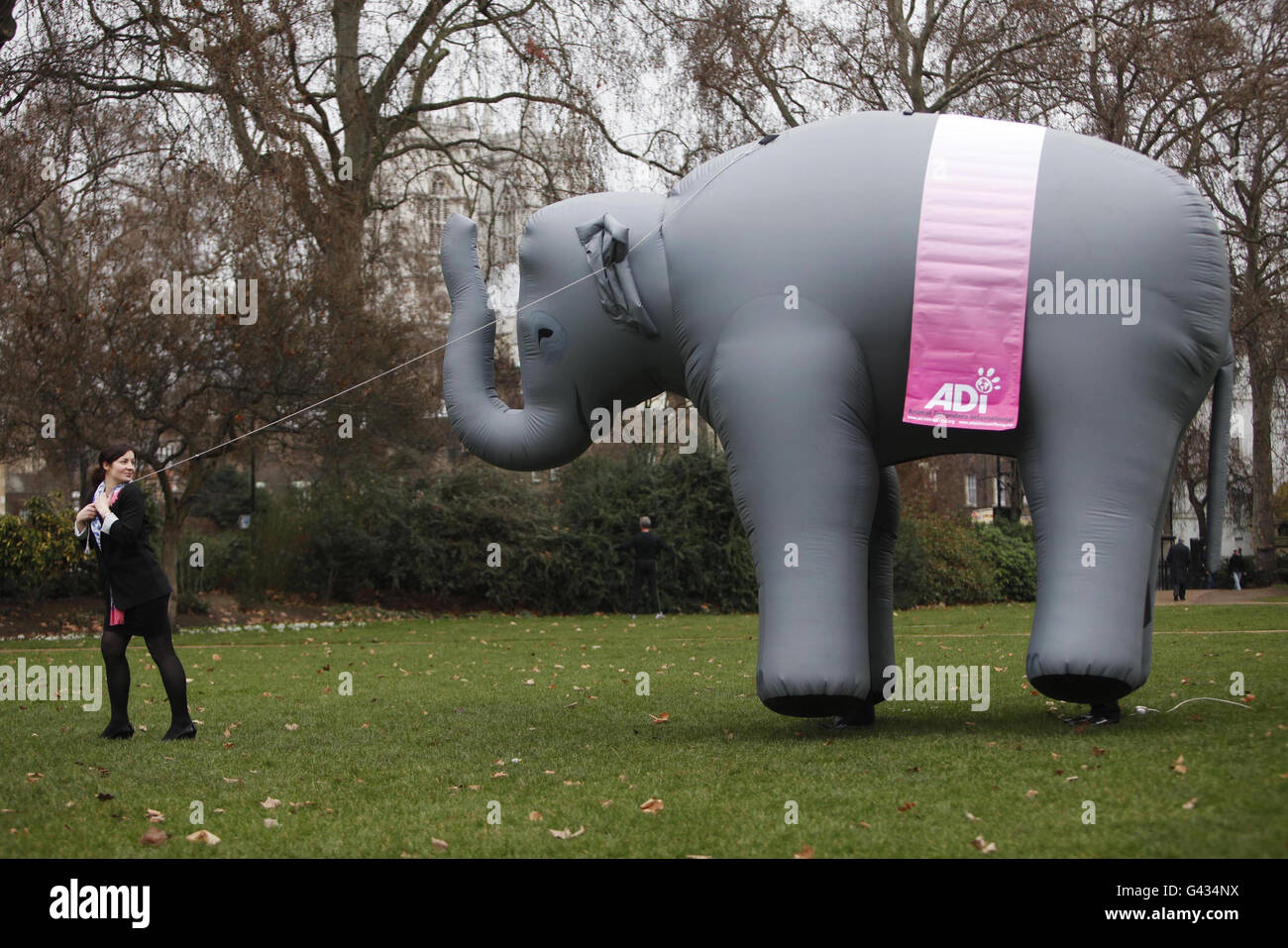 Animal Defenders International (ADI) volunteer Kate Werner pulls a life size inflatable elephant into place in Victoria Tower Gardens in Westminster, London, to highlight the call by ADI to ban the use of wild animals in circuses in the UK. Stock Photo