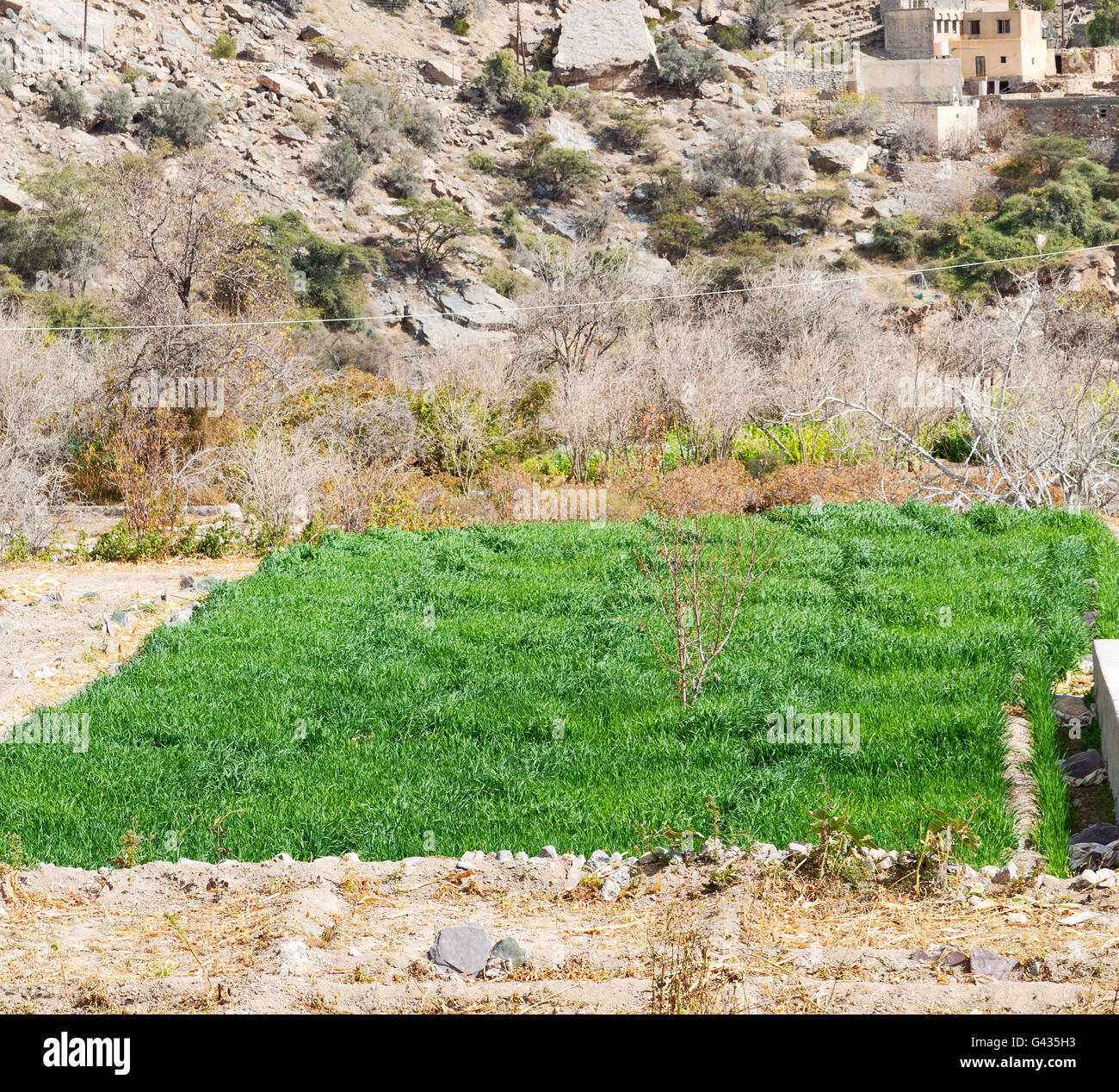 Oman Country Rice nature and color in oman the cultivation of rice plant hill Stock Photo ...