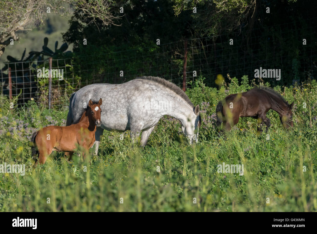 Herd of Spanish mares in pasture Stock Photo