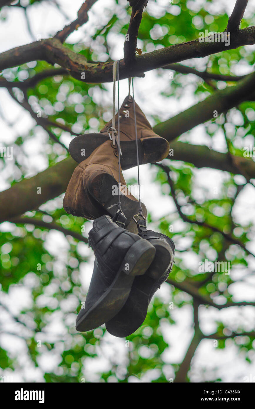 Shoes hanging from branches hi-res stock photography and images - Alamy