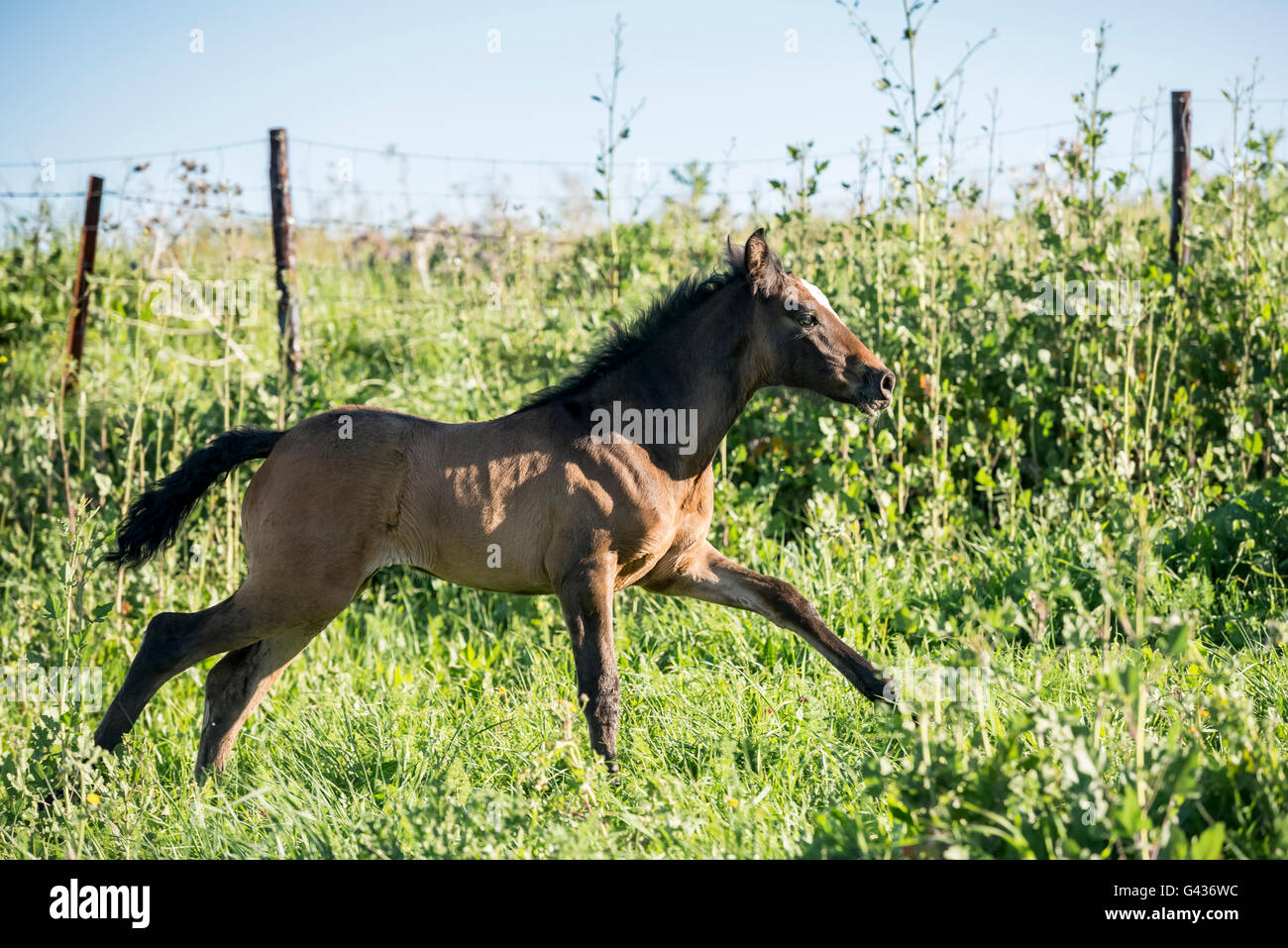 Foal running in a pasture in spring Stock Photo