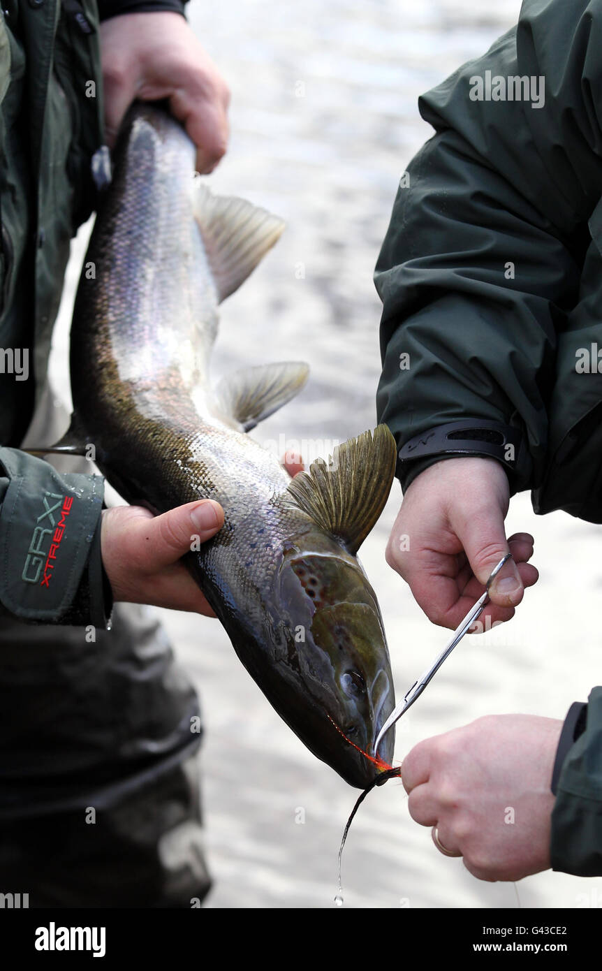 Salmon kelt hires stock photography and images Alamy