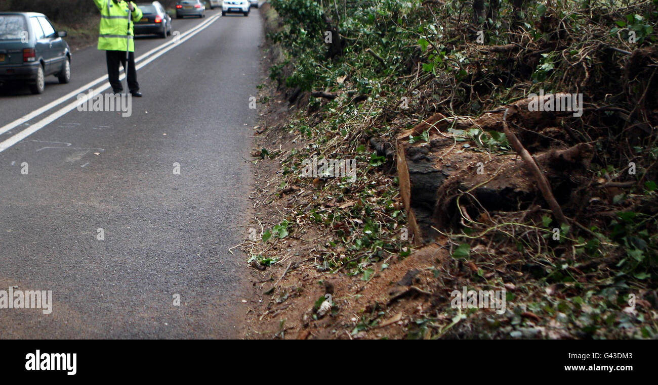 Driver killed as tree hits car Stock Photo Alamy