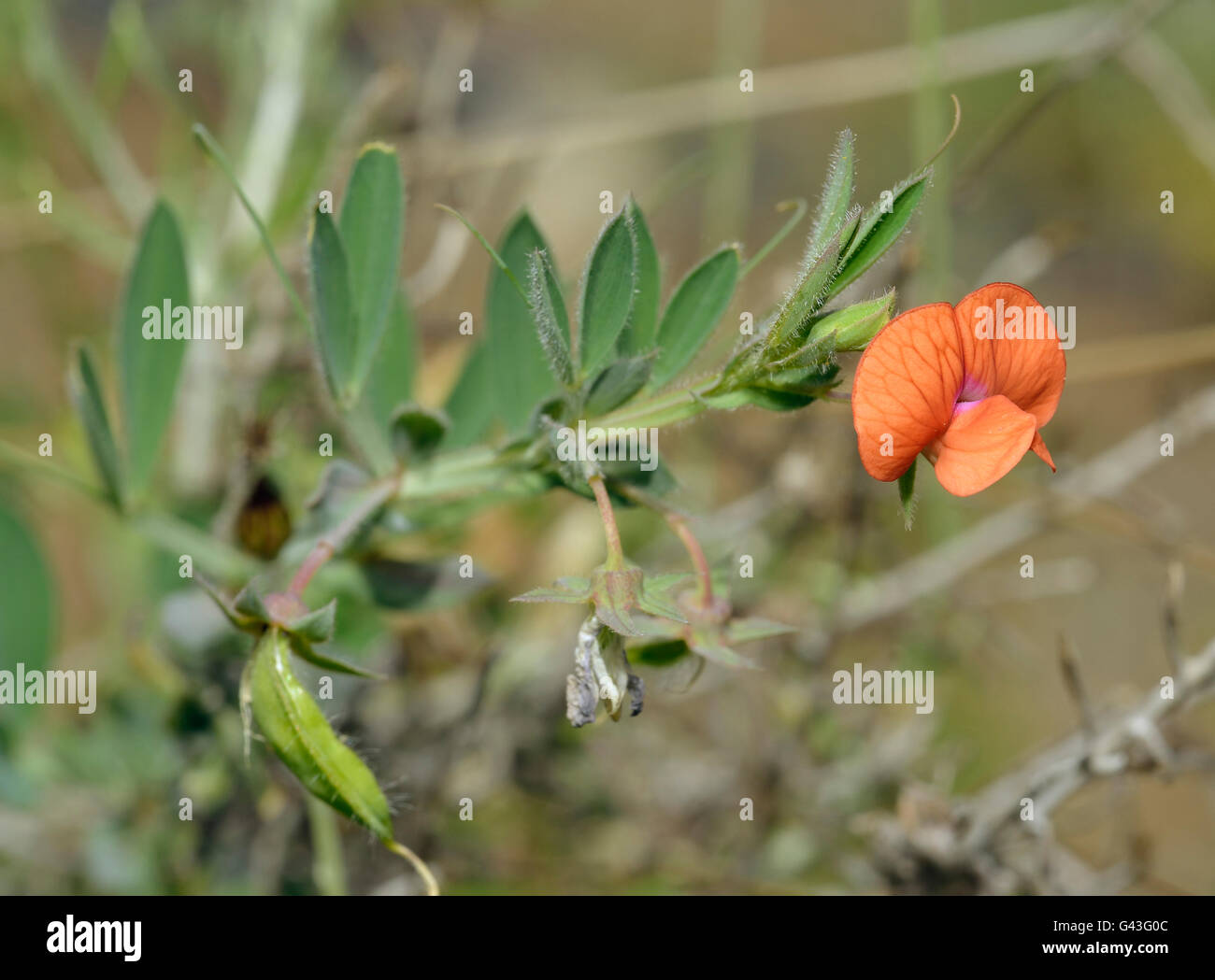 Ciliate Vetchling - Lathyrus blepharicarpus Orange Pea Flower from Cyprus Stock Photo