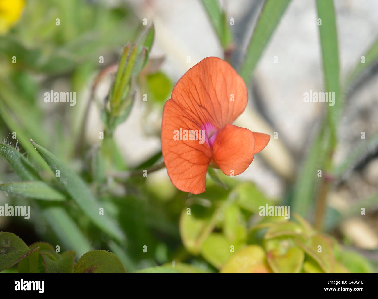 Ciliate Vetchling - Lathyrus blepharicarpus Orange Pea Flower from Cyprus Stock Photo