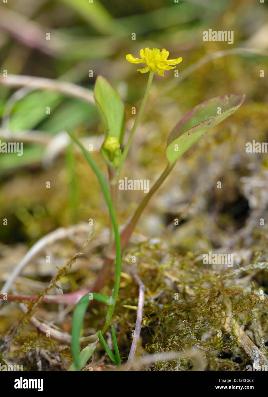 Adderstongue Spearwort - Ranunculus ophioglossifolius Known locally as the Badgeworth Buttercup Stock Photo