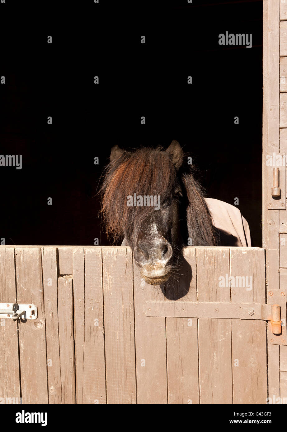 A twenty nine year old Shetland pony stallion looking over a stable door Stock Photo