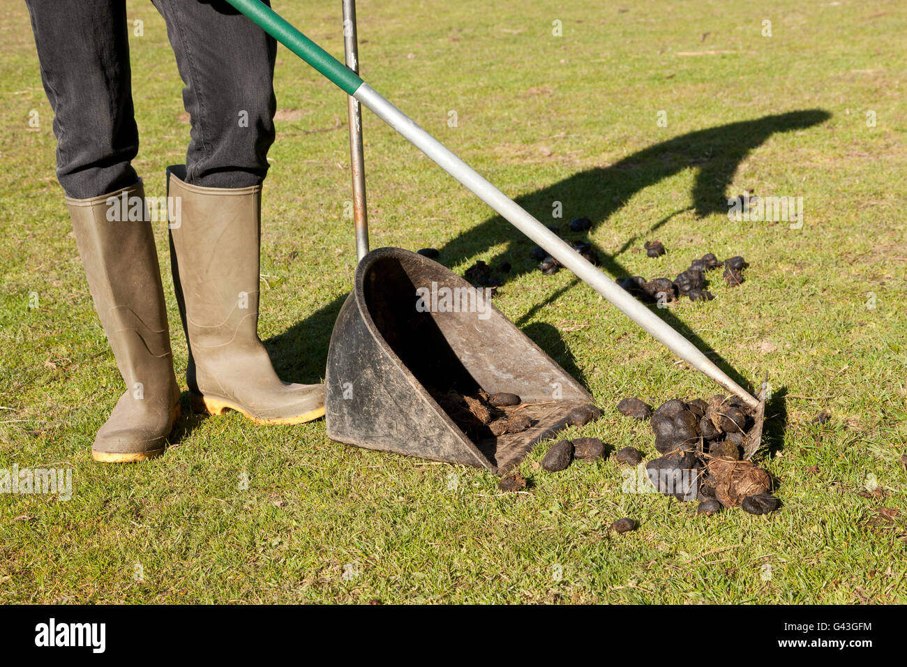 Horse poo hires stock photography and images Alamy