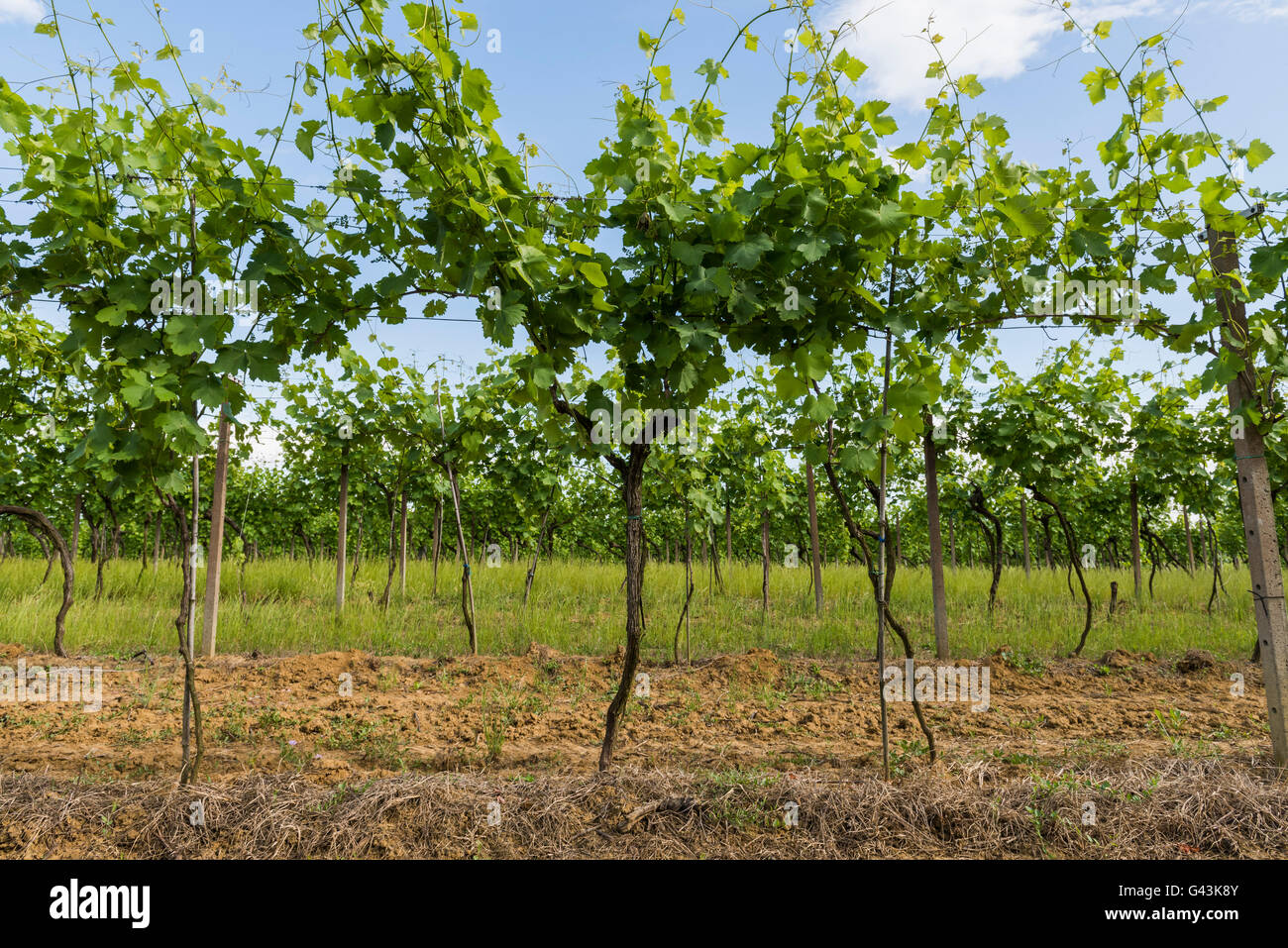 Vineyard at Borgo Impero, Piedmonte, Italy Stock Photo