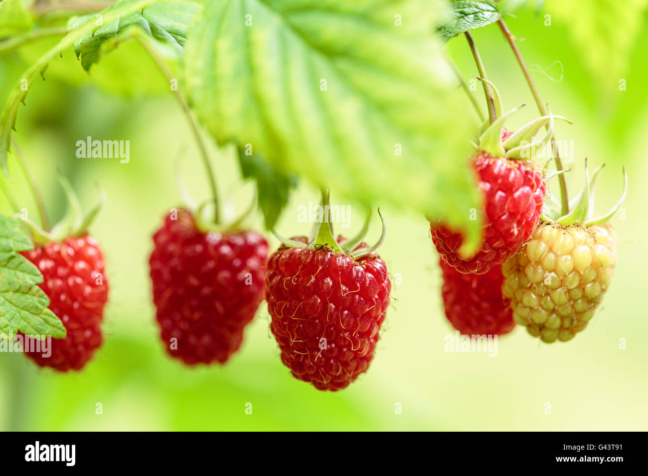 Raspberry plant Stock Photo