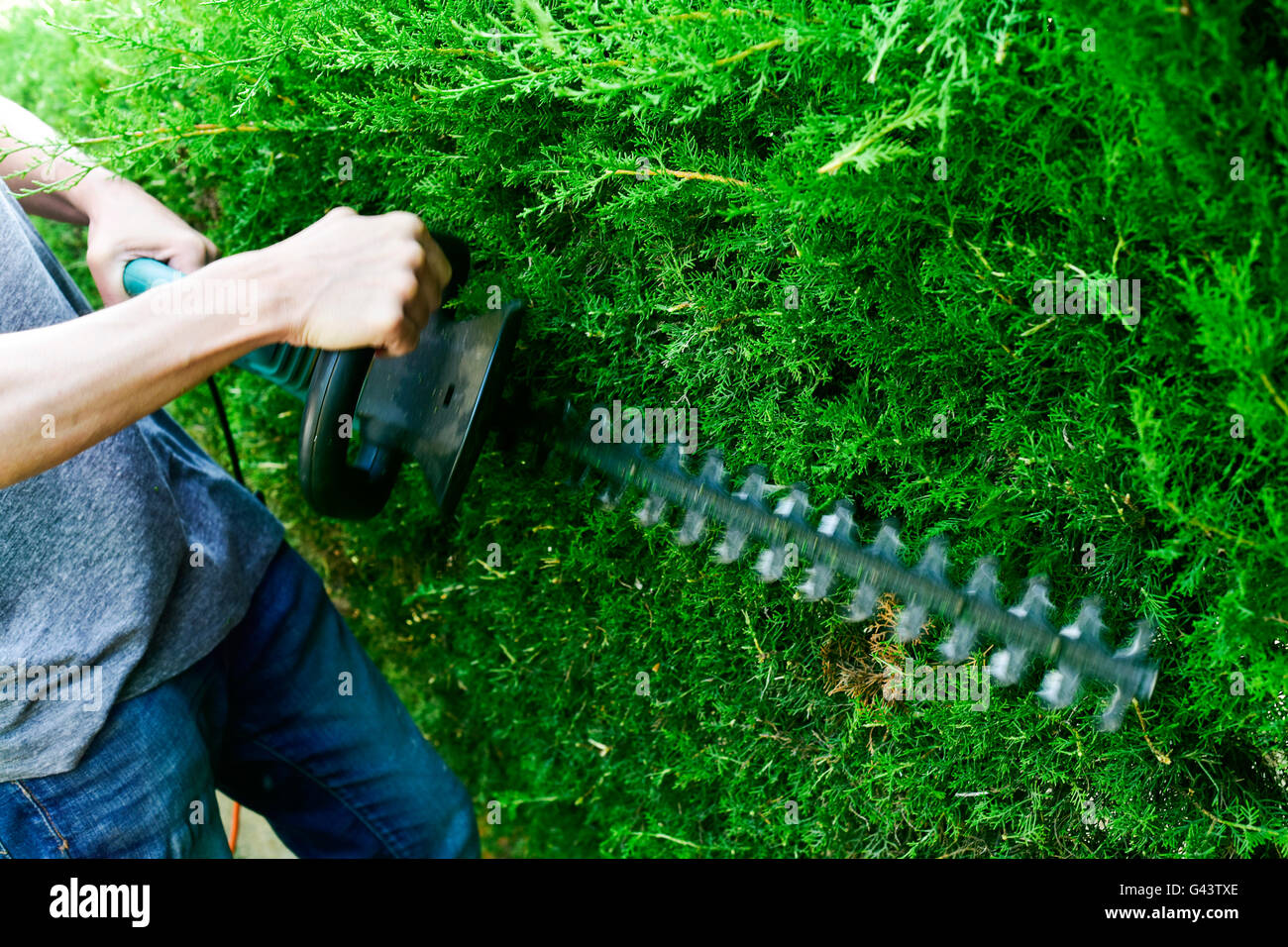 closeup of a young caucasian man pruning a hedge with an electric hedge trimmer Stock Photo