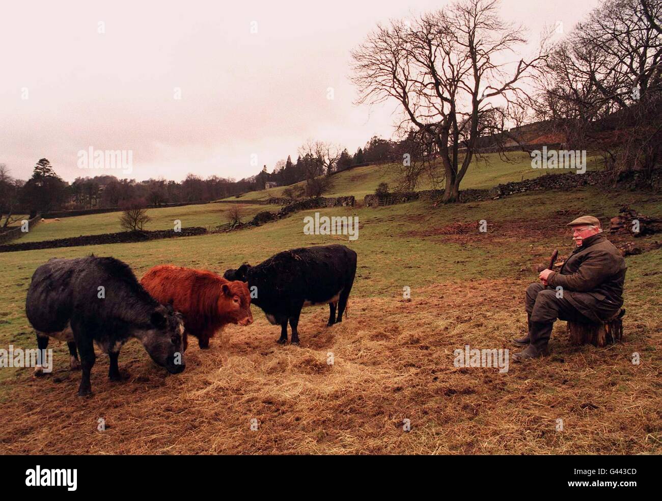 Cows and a farmer in North Yorkshire Stock Photo