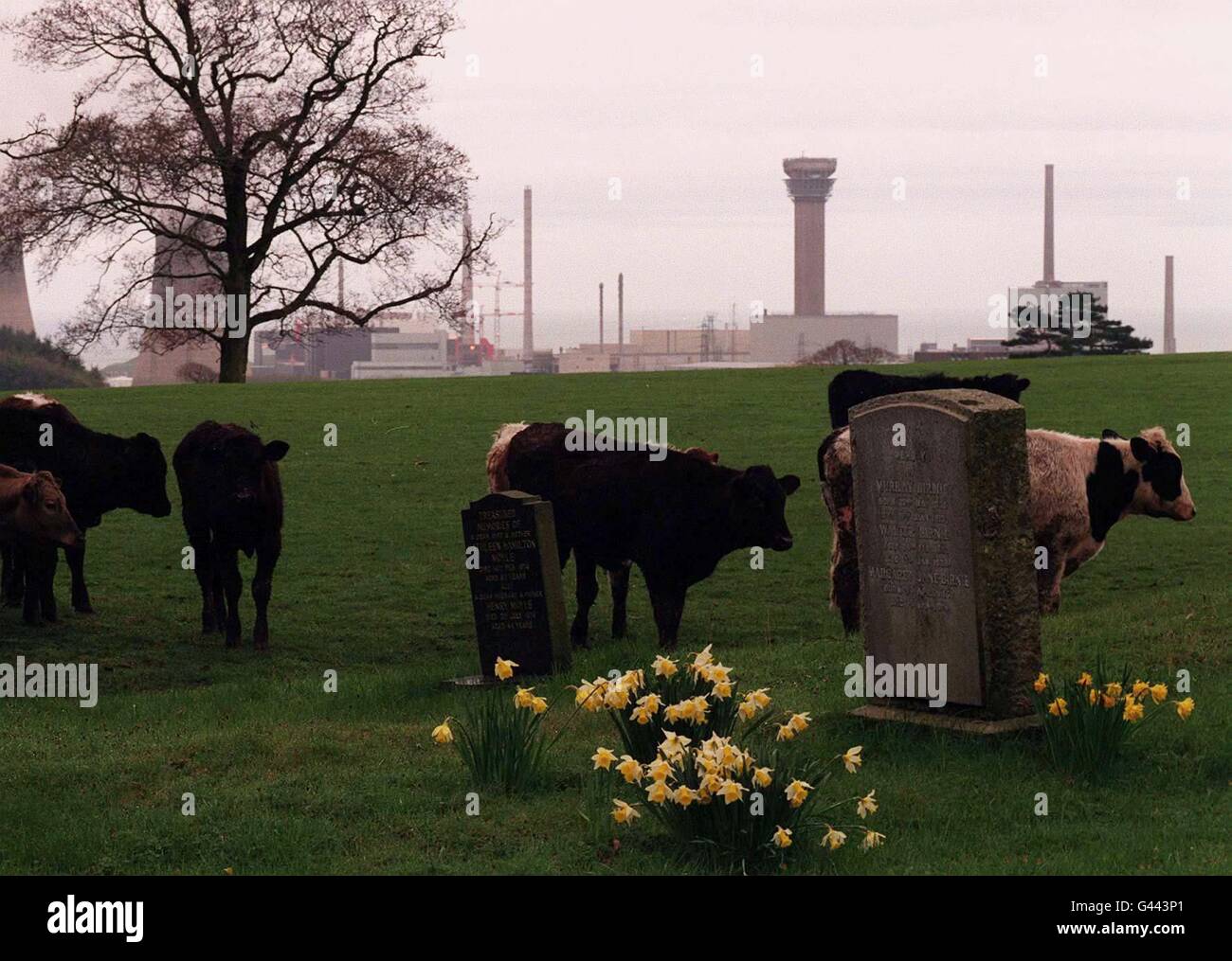 Chernobyl Cattle Cows in graveyard hi-res stock photography and images - Alamy