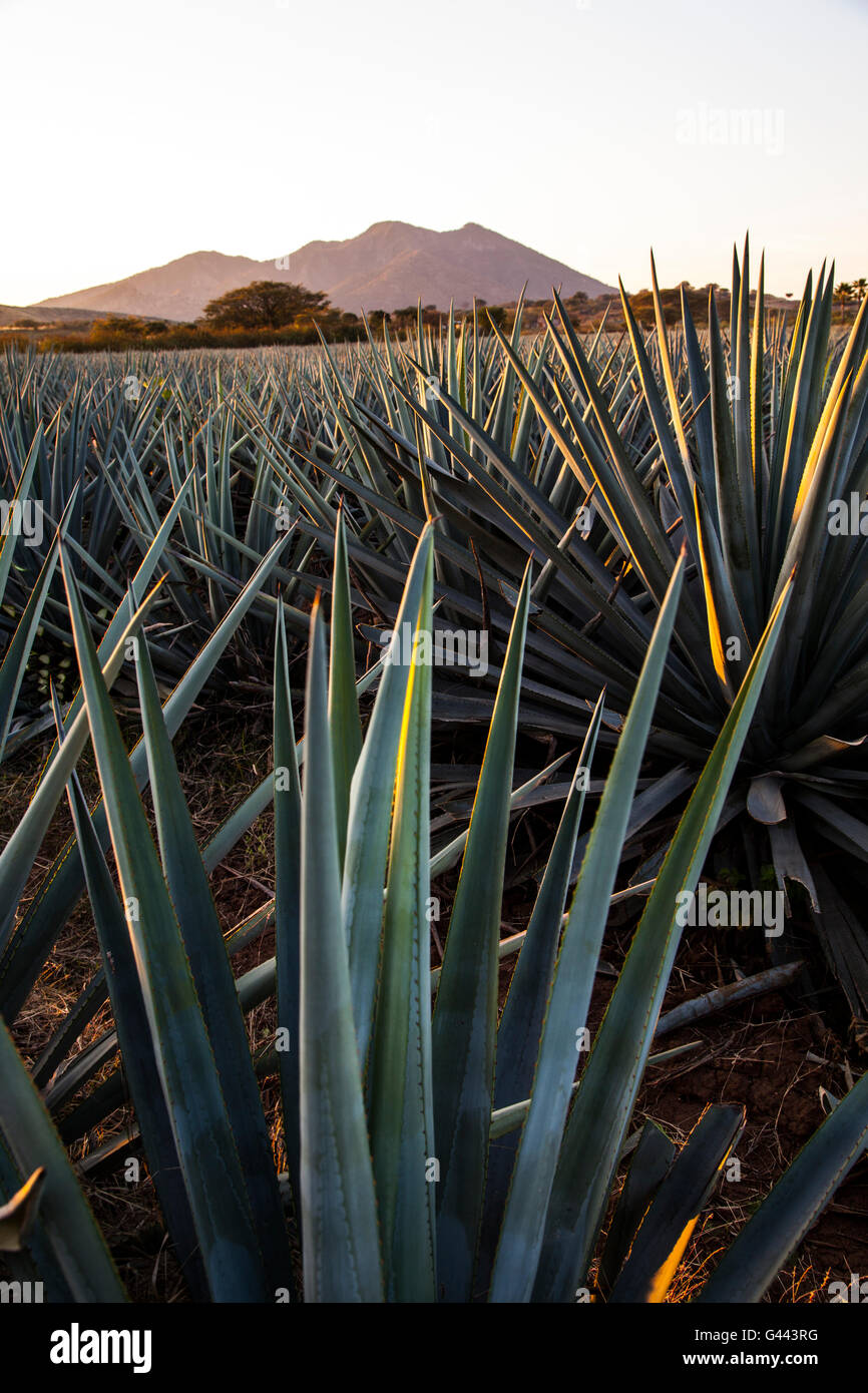 Sunrise over Agave field, Tequila production, Jalisco, Mexico Stock