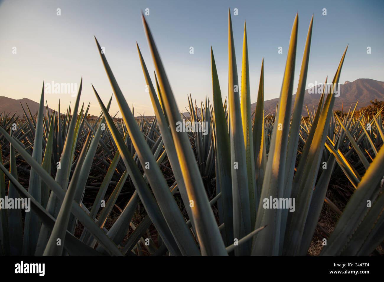 Sunrise over Agave field, Tequila production, Jalisco, Mexico Stock