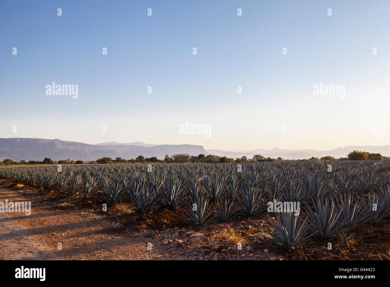 Sunrise over Agave field, Tequila production, Jalisco, Mexico Stock