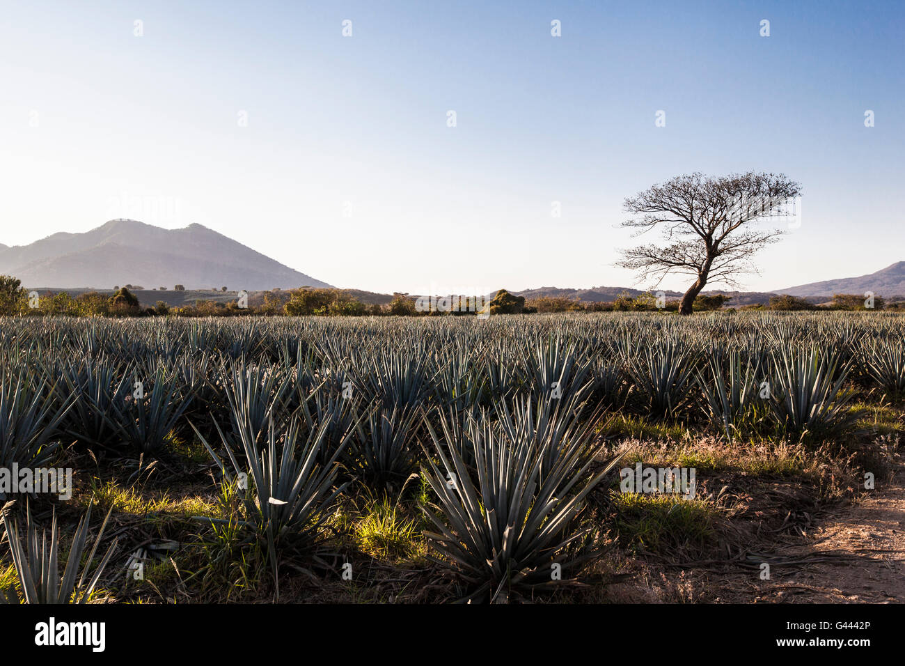 Sunrise over Agave field, Tequila production, Jalisco, Mexico Stock