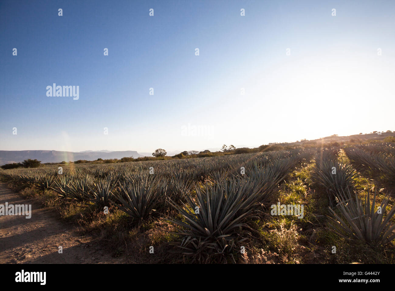 Sunrise over Agave field, Tequila production, Jalisco, Mexico Stock
