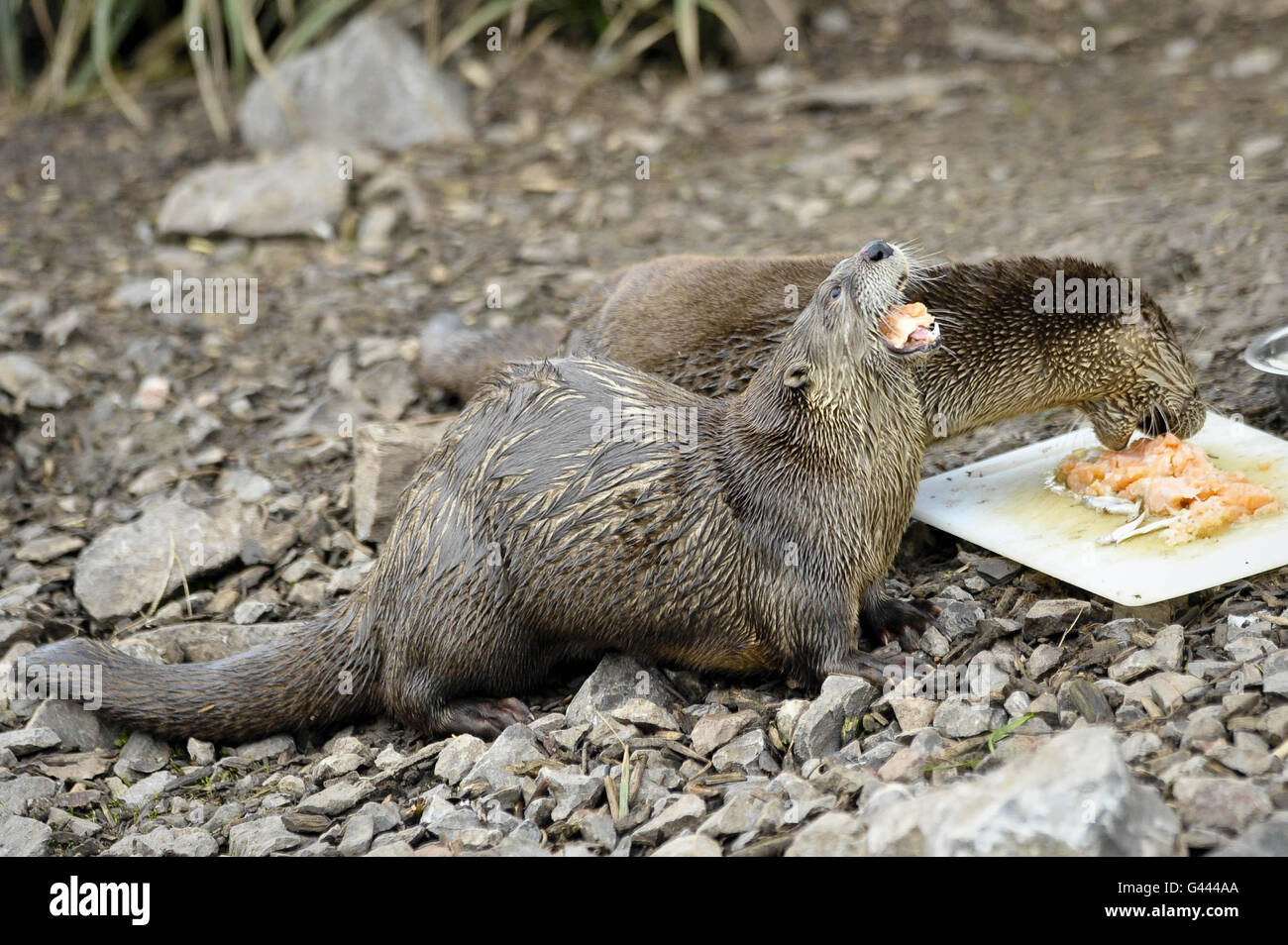 Otter birthday Stock Photo