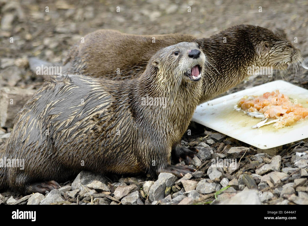 Two-year-old Minnie the otter (front) gulps down a birthday treat of salmon pie and fish blancmange wih her mum, Flo, as she celebrates her second birthday at WWT Slimbridge Wetland Centre, Gloucestershire. Stock Photo