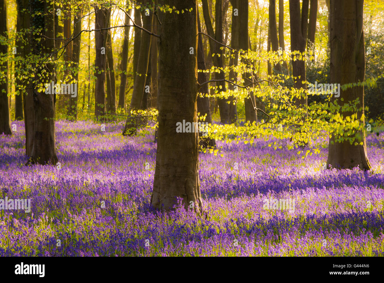 Bluebells hires stock photography and images Alamy