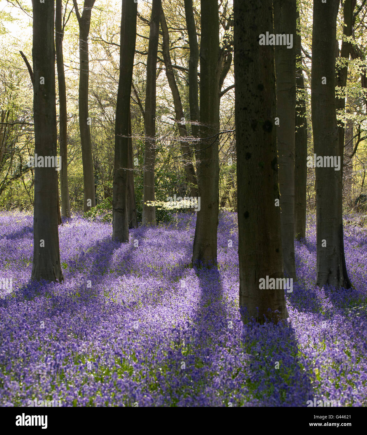 A carpet of bluebells at Micheldever Woods in Hampshire. Stock Photo