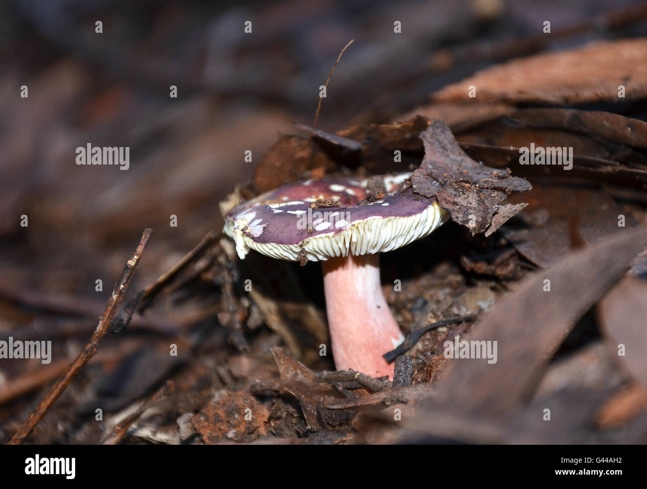 Fungi of the australian rainforest hi-res stock photography and images ...