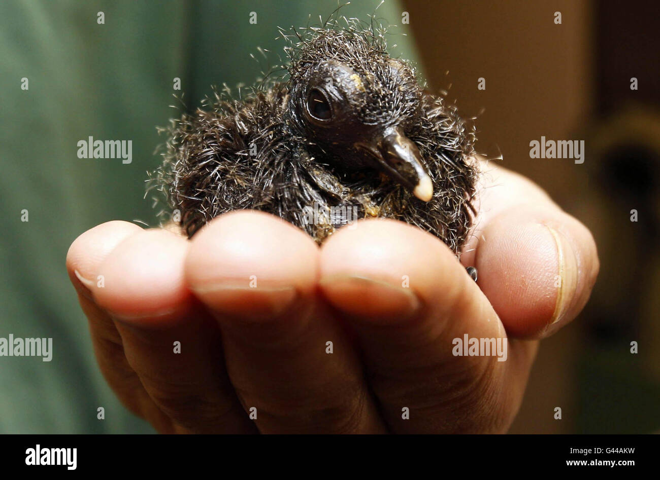 A nine day-old white-naped pheasant pigeon which is being hand reared at Chester Zoo. Stock Photo