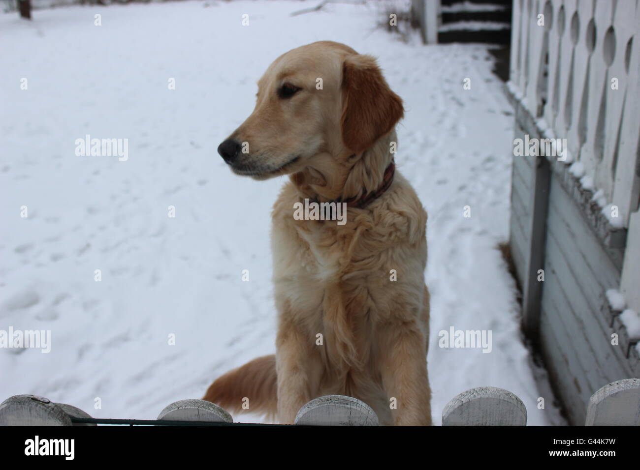 Golden retriever puppy in the snow Stock Photo - Alamy