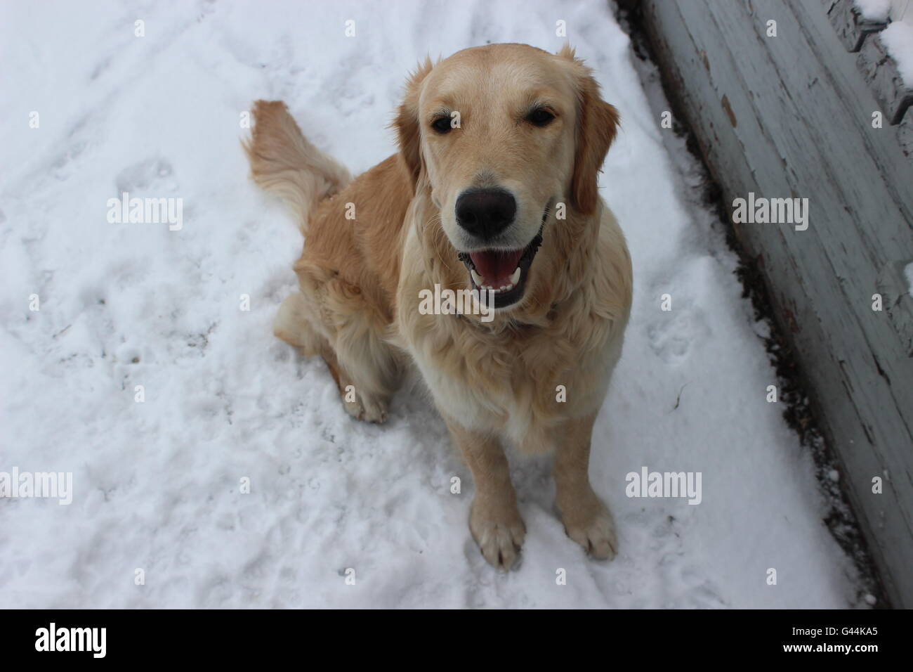 Golden retriever puppy in the snow Stock Photo - Alamy