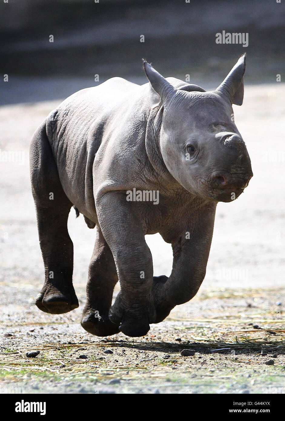 New baby rhino at port lympne wild animal park hi-res stock photography ...