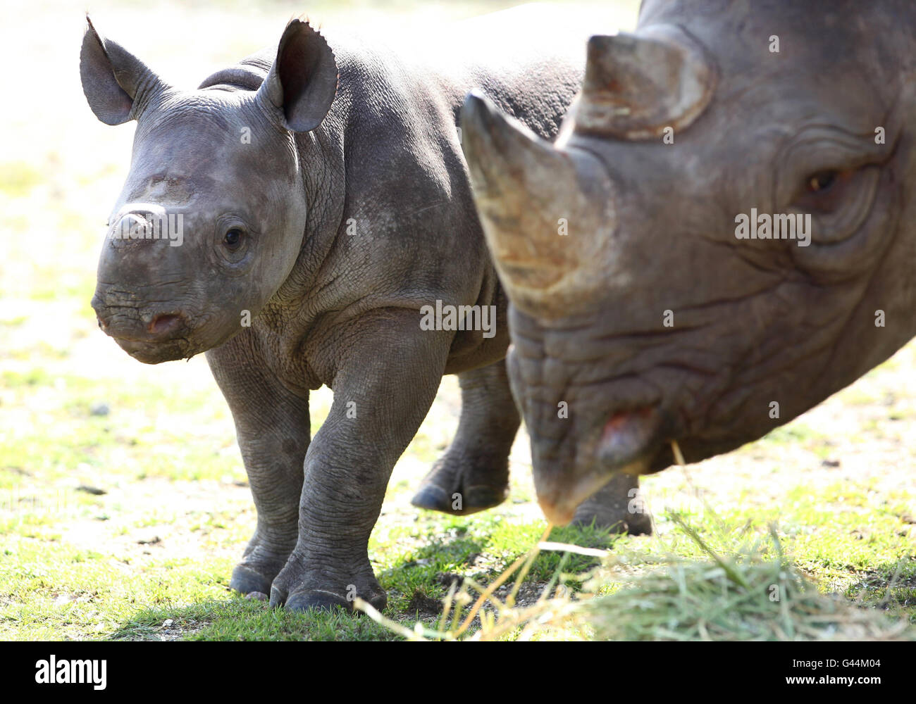 New baby Rhino at Port Lympne Wild Animal Park Stock Photo - Alamy