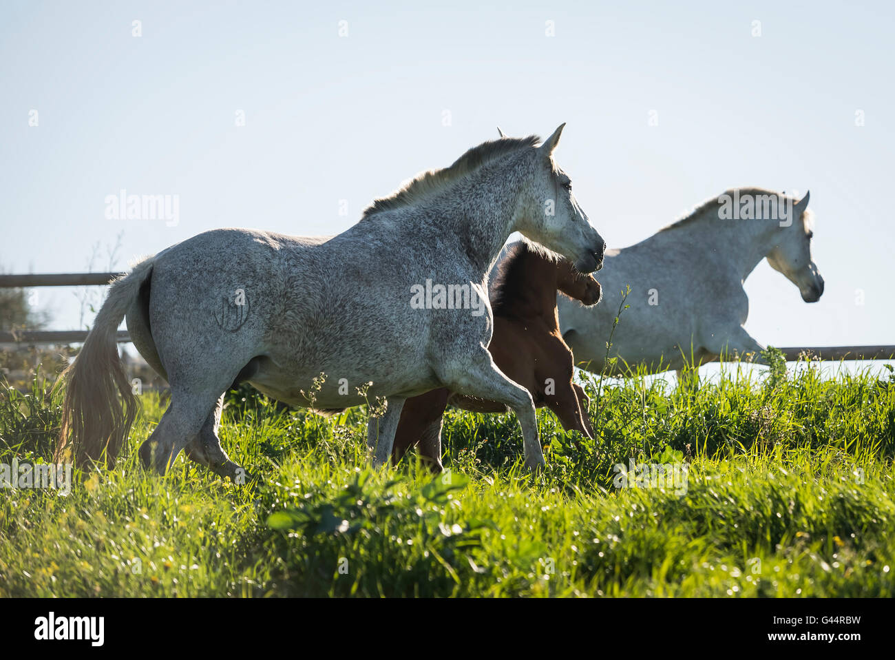 Herd of PRE mares and foals in a field Stock Photo
