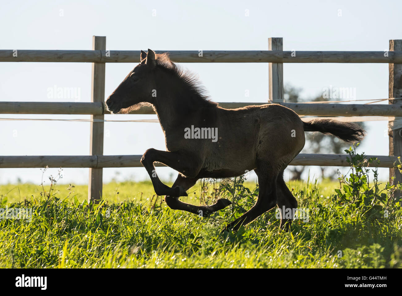 PRE Foal in Spain running in a field Stock Photo