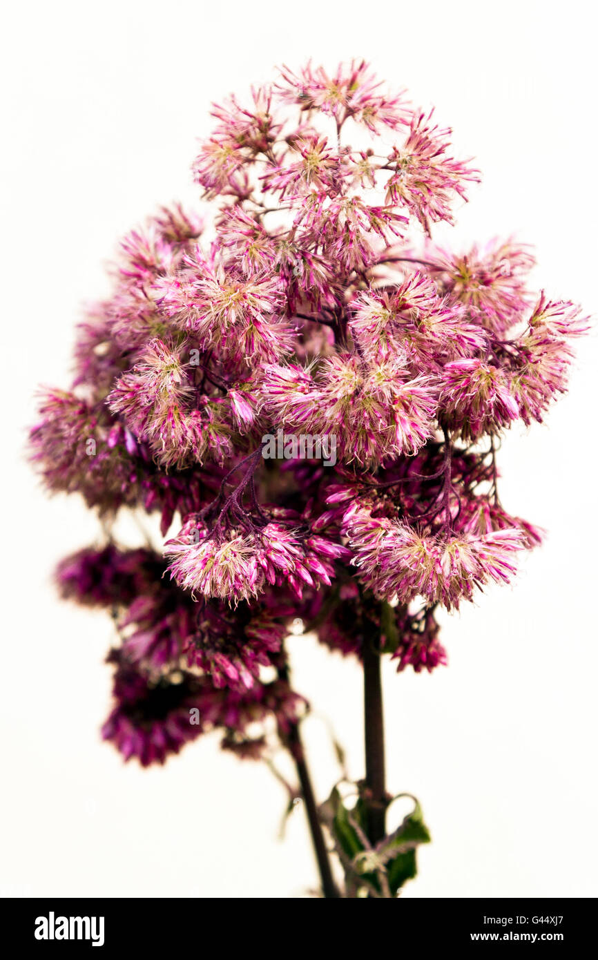 Cut Joe-pye weed (Eupatorium purpureum) Stock Photo