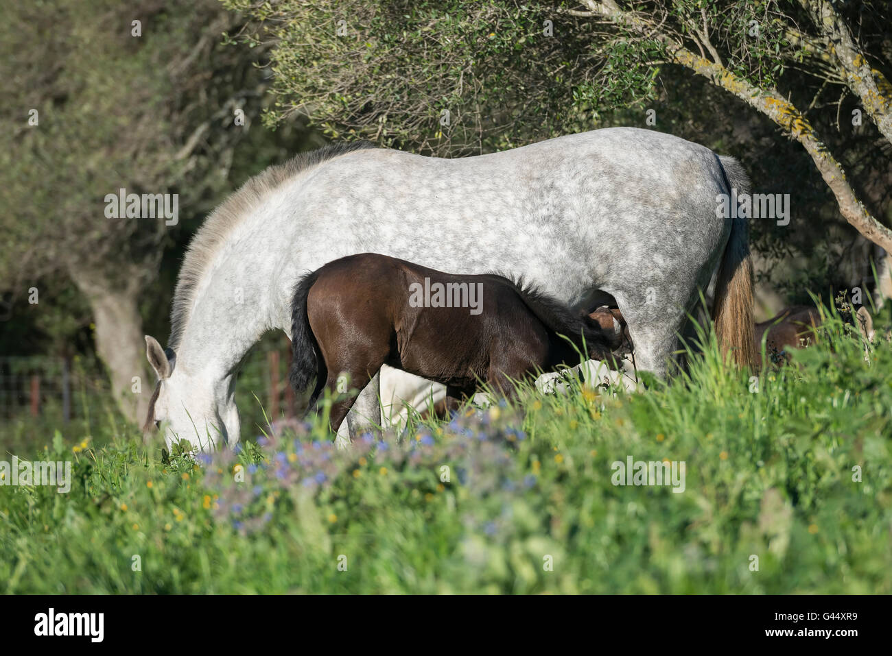 PRE mare feeding a foal in a field Stock Photo