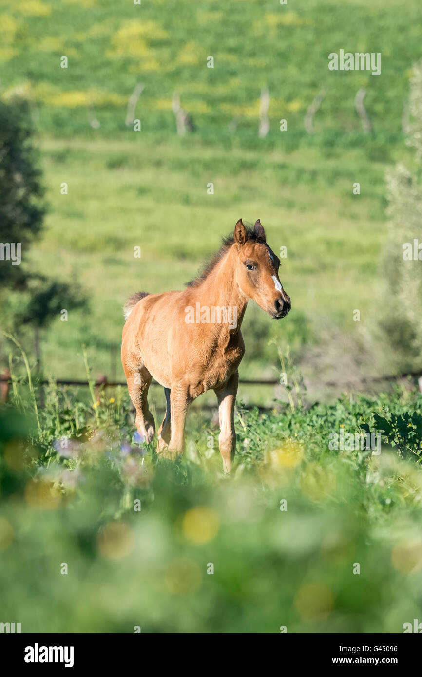 PRE Foal in Spain Stock Photo