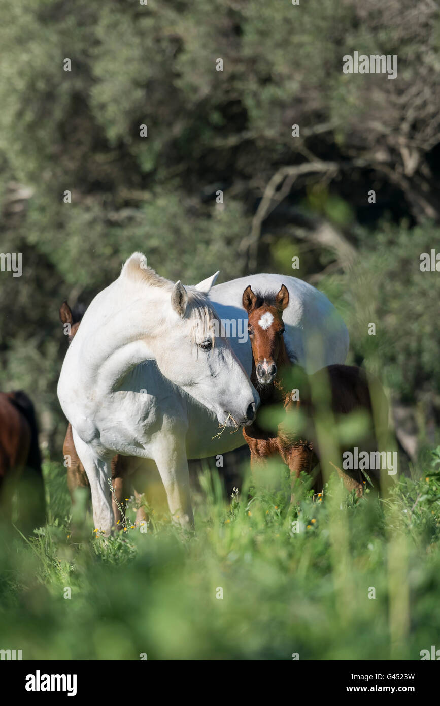 PRE mare and foal in a field Stock Photo
