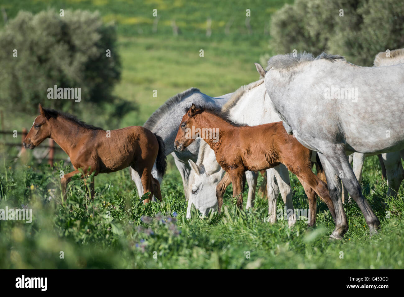 Herd of PRE mares and foals in a field Stock Photo