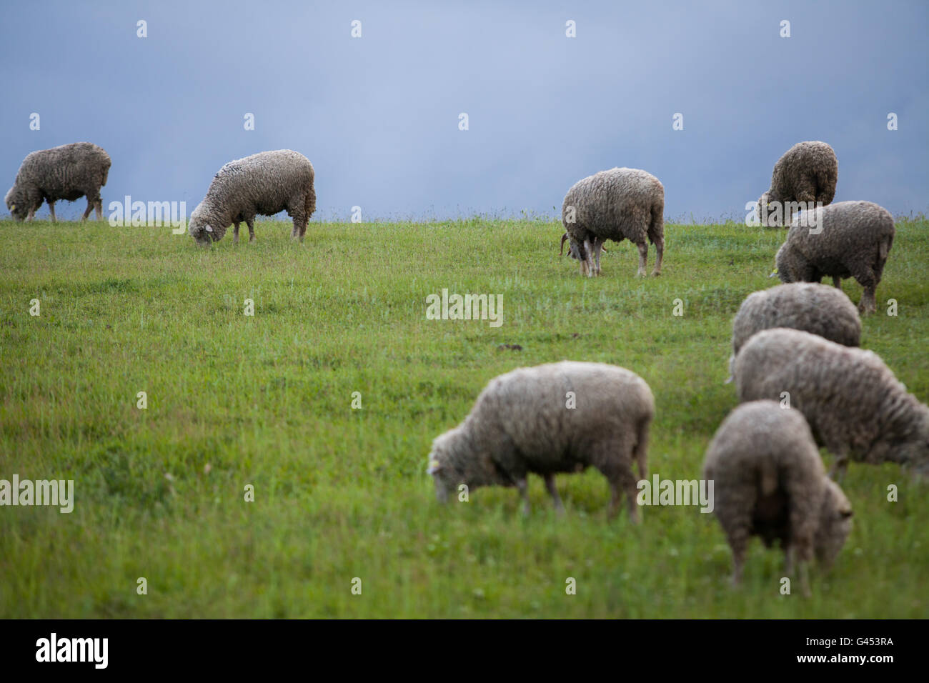 Sheep on a hill with dark clouds behind Stock Photo - Alamy