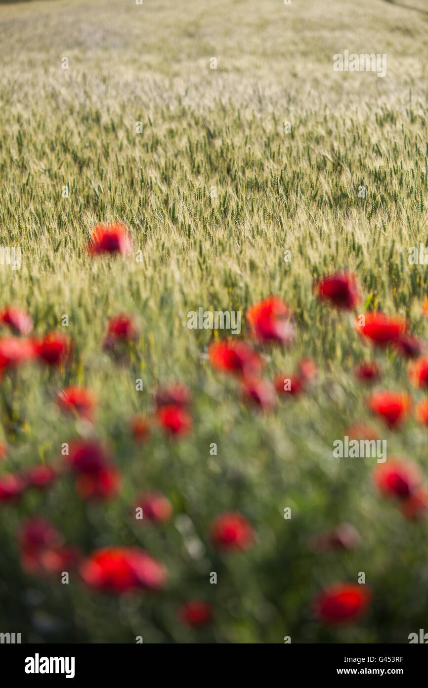 Field poppy agriculture plants hi-res stock photography and images - Alamy