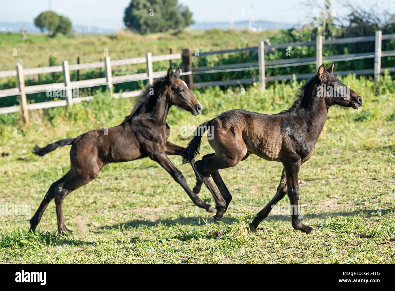 PRE Foals in Spain running in a field Stock Photo
