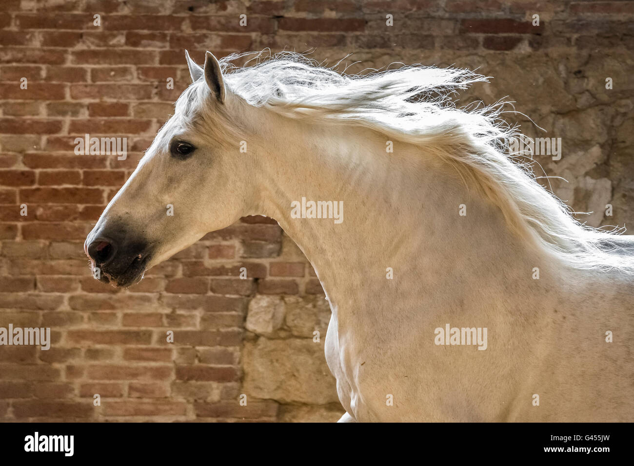 Beautiful PRE stallion portrait Stock Photo