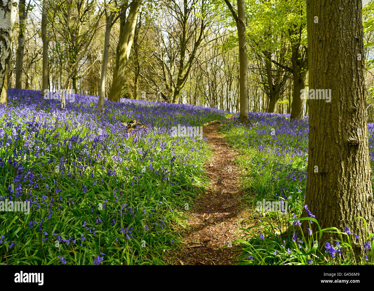 Flowering bluebells bloom in spring time covering large areas of woodland floors protected by National Trust for conservation. Stock Photo