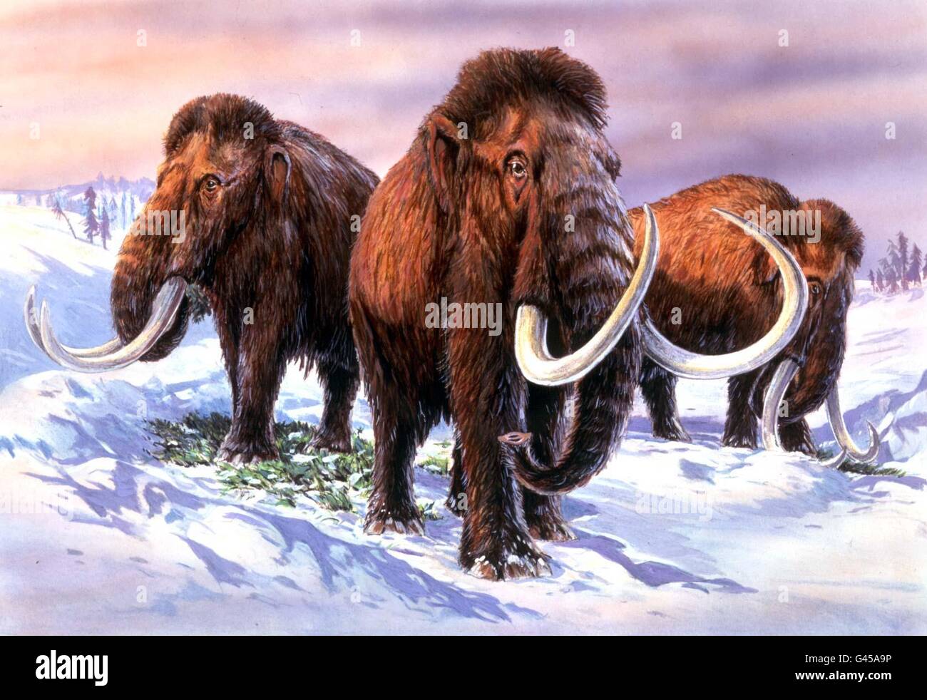 SCIENCE Woolly Mammoth Stock Photo